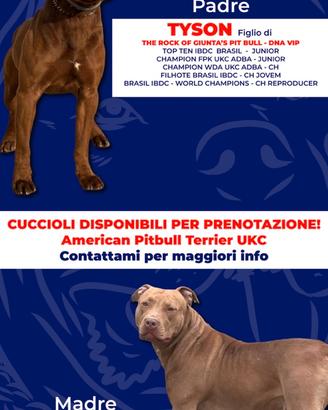 American Pitbul Terrier