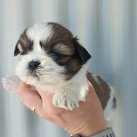 Shih tzu Disponibili Pedigree Enci
