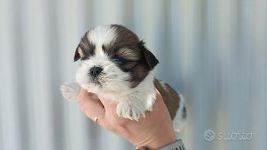 Shih tzu Disponibili Pedigree Enci
