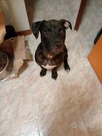 Pitbull Nero