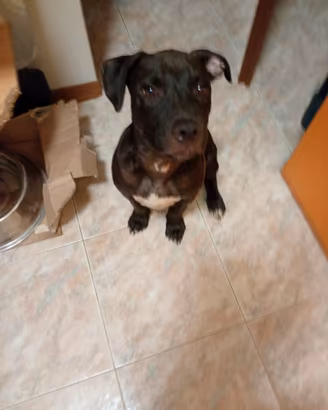 Pitbull Nero