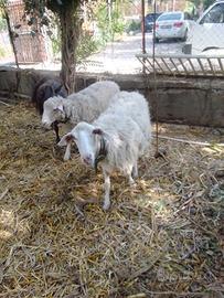 2 pecore e 1 montone