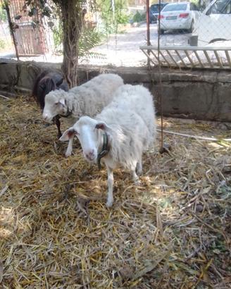 2 pecore e 1 montone