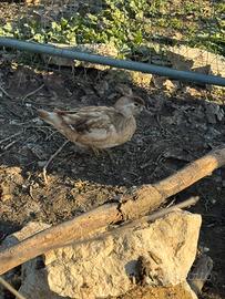 Femmina Carolina Isabella