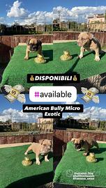 Cuccioli American Bully Exotic micro