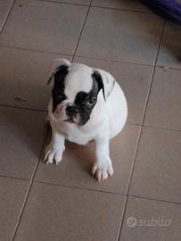Cucciolo Bulldog Francese
