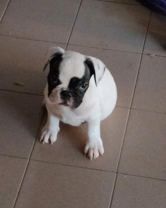 Cucciolo Bulldog Francese