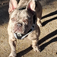 Bulldog francese x monta