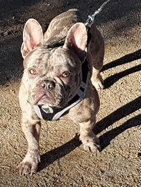 Bulldog francese x monta