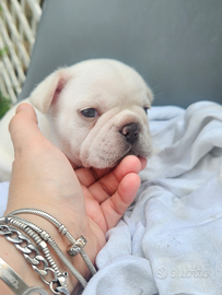 Cucciolo bulldog francese maschio
