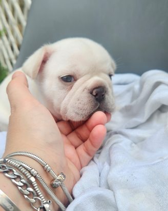 Cucciolo bulldog francese maschio