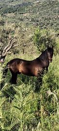 Cavallo Castrone