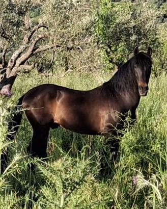 Cavallo Castrone