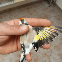 Femmina mayor novella eumo