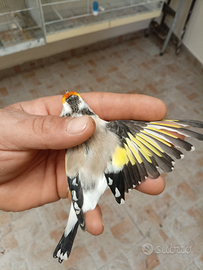 Femmina mayor novella eumo