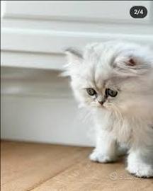 Gatto persiano