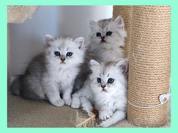Gatti persiana chinchilla