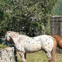 Cavallo appaloosa