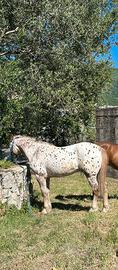 Cavallo appaloosa
