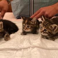 Cuccioli Gatti