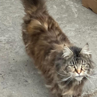 Gatte adulte Maine coon