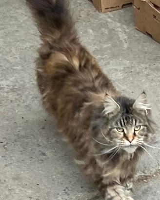 Gatte adulte Maine coon