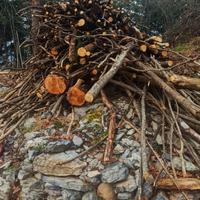 Legna da ardere in stanga o tagliata