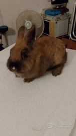 Coniglio nano