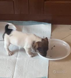 Cucciolo Jack Russell
