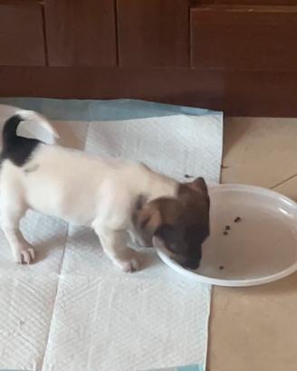 Cucciolo Jack Russell