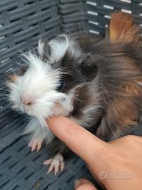 cavia porcellino d India femmina