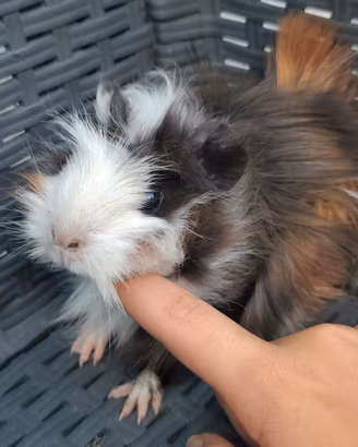 cavia porcellino d India femmina