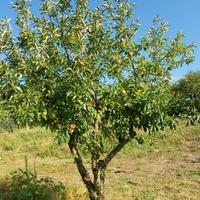 Terreno agricolo 6100 metri quadri