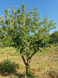 Terreno agricolo 6100 metri quadri