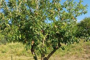 Terreno agricolo 6100 metri quadri