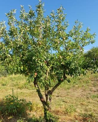 Terreno agricolo 6100 metri quadri