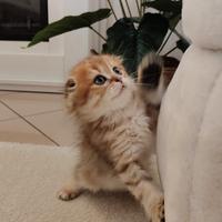 Gattini Scottish Fold- Straight e British