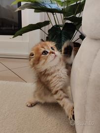 Gattini Scottish Fold- Straight e British