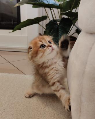 Gattini Scottish Fold- Straight e British