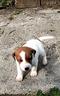 jack-russel-con-pedigree-enci
