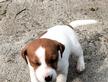 Jack russel con pedigree enci