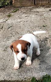 Jack russel con pedigree enci