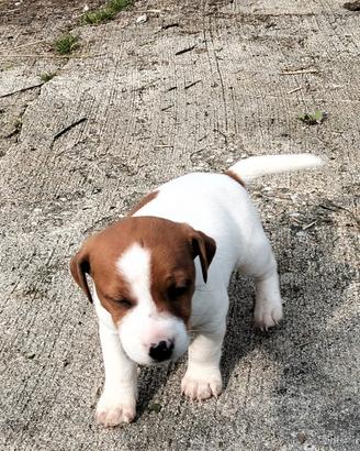 Jack russel con pedigree enci