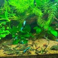 Ancistrus Nero Pine a velo