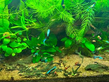 Ancistrus Nero Pine a velo