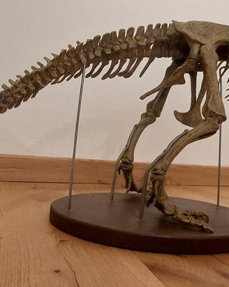 Dinosauro T-Rex