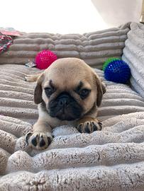 Carlino