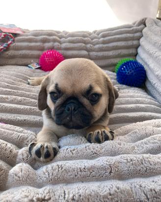 Carlino