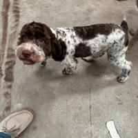 Lagotto Romagnolo Femmina