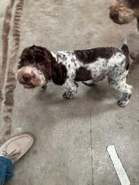 Lagotto Romagnolo Femmina